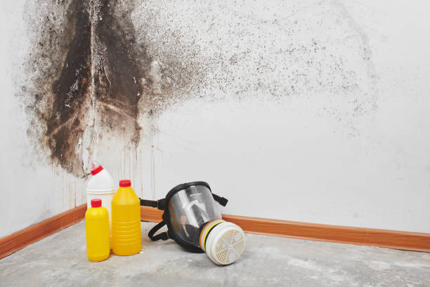 Best Mold Remediation  in Bellwood, VA