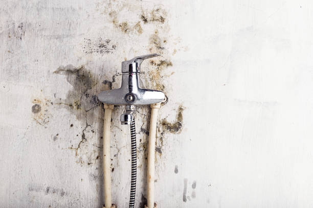 Office Mold Removal Services in Bellwood, VA