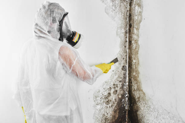 Best Office Mold Removal Services  in Bellwood, VA