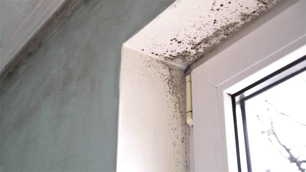 Best Residential Mold Removal  in Bellwood, VA
