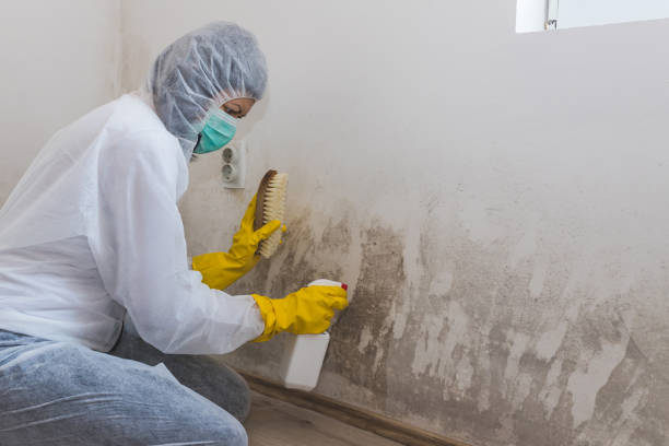 Best Mold Remediation  in Bellwood, VA