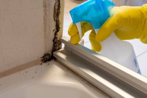 Best Mold Removal Company Near Me  in Bellwood, VA