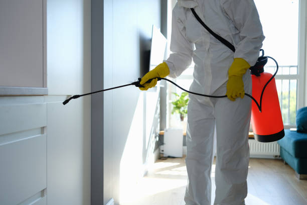 Best Toxic Mold Removal  in Bellwood, VA