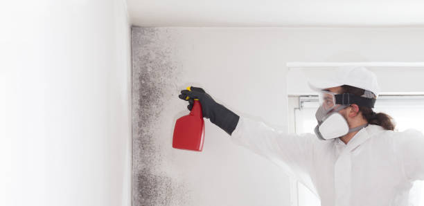 Professional Mold Removal in Bellwood, VA