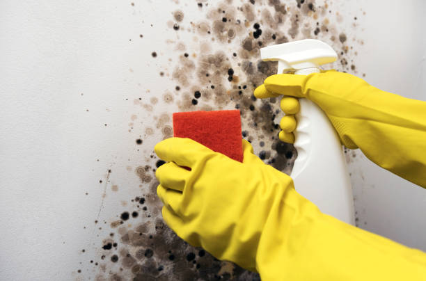 Best Mold Damage Repair  in Bellwood, VA