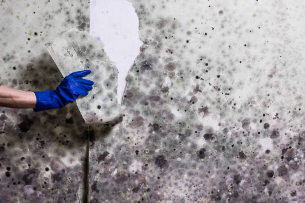 Mold Testing and Removal in Bellwood, VA